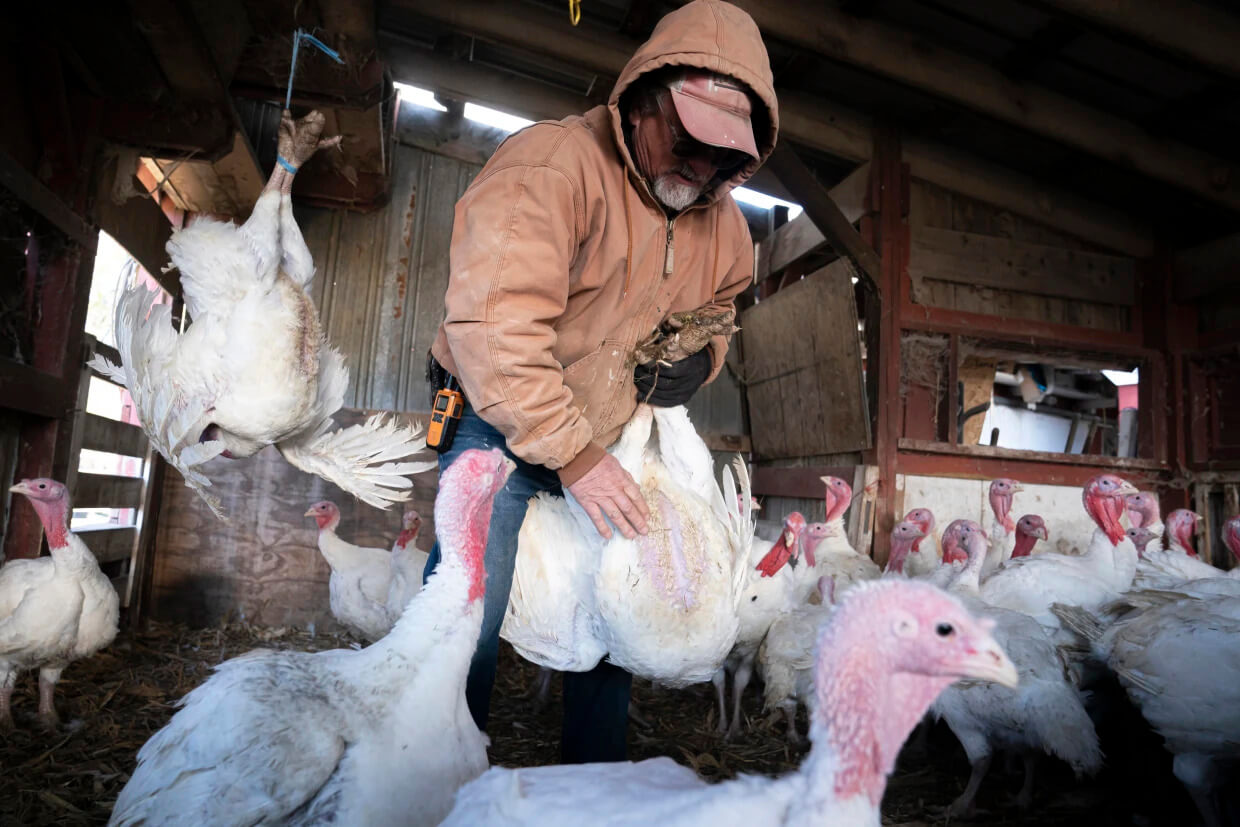 Avian flu crisis hits Sonoma County | Credits: Getty Images