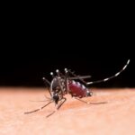 US health experts sound alarm on rising insect-borne viruses