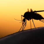 Mosquito-Borne Diseases Set to Surge Worldwide