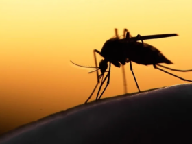 Mosquito-Borne Diseases Set to Surge Worldwide