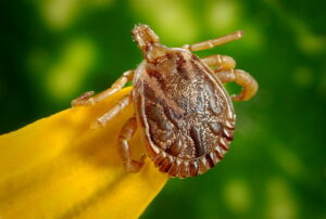 Increase in Lyme Disease Cases Raises Concern Among Ohio Residents