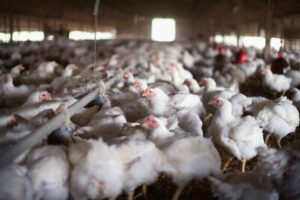 US State’s Health Officials Monitor 70 Individuals for Avian Flu Exposure